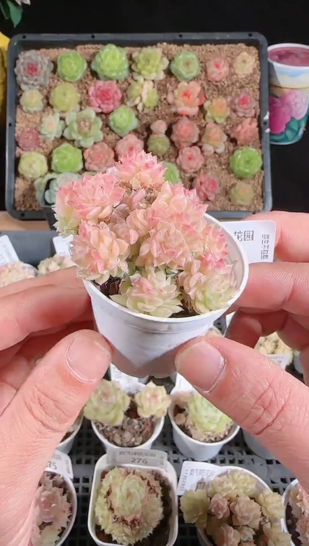 多肉1128-279群生不包整