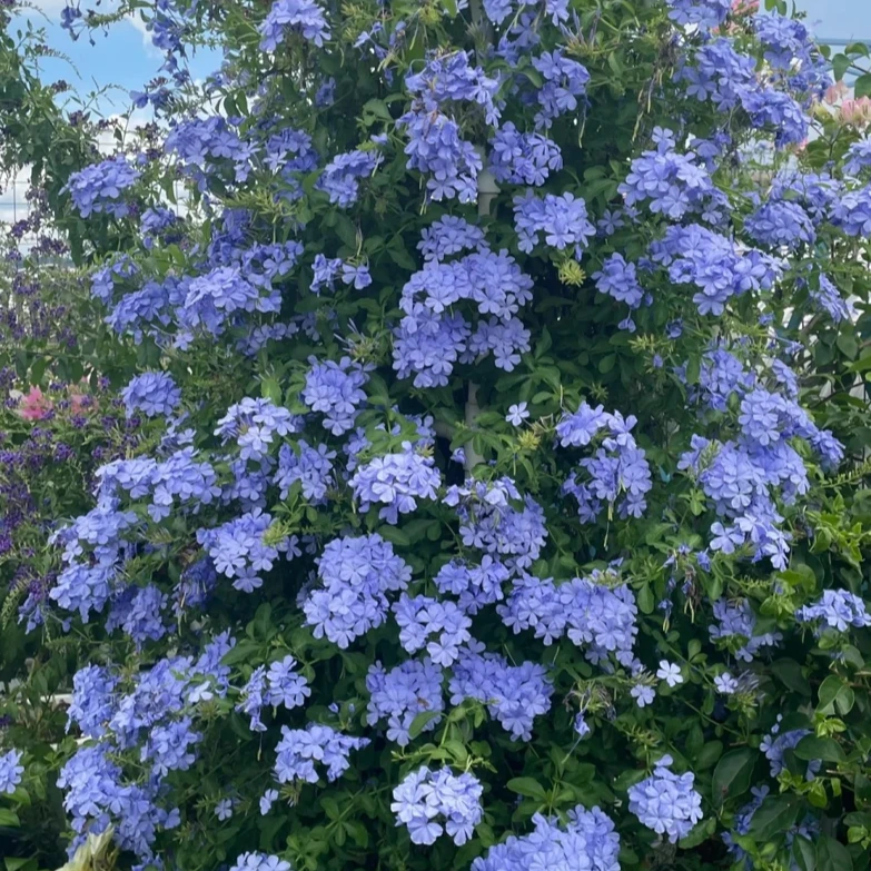 虹越“蓝雪花”5加仑大苗夏季耐热爆花瀑布植物花墙拱门