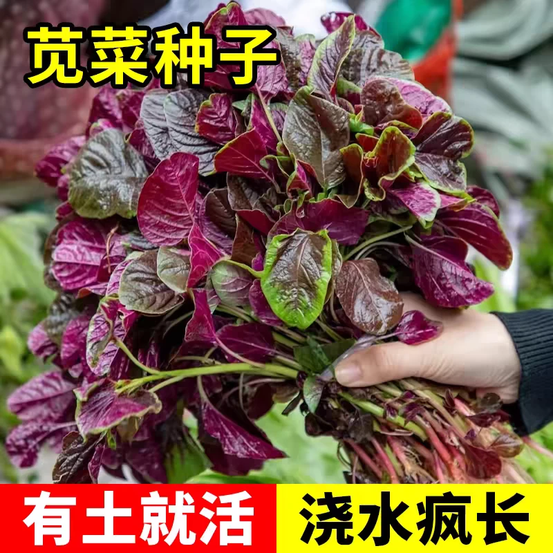 红苋菜种子苋菜籽苋菜种籽蔬菜种子四季阳台圆叶盆栽蔬菜农家菜籽