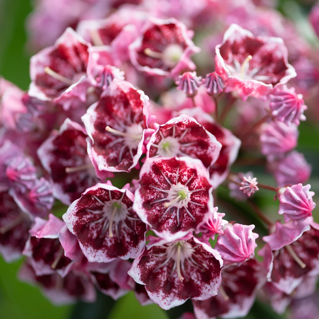 花彩进口山月桂盆栽阳台花园植物花镜耐阴四季常绿花叶俱美易爆花