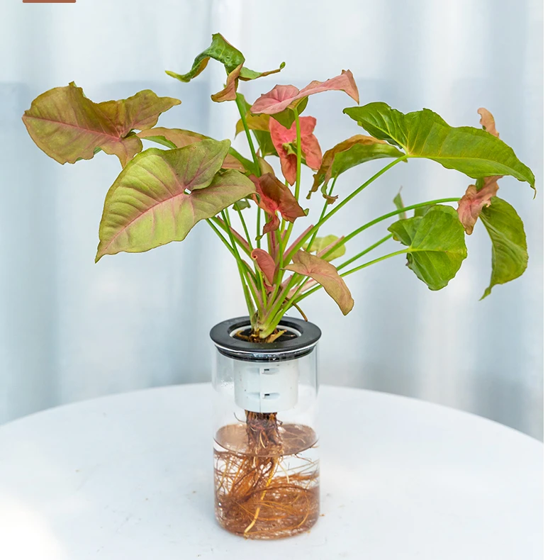 红粉佳人植物室内养护桌面盆栽适合推荐摆放水培家居懒人
