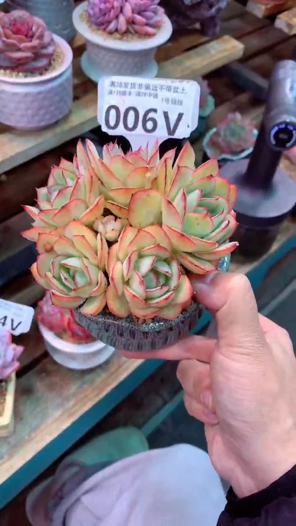 006V 牡丹亭 (一物一拍实付满28发货，默认不带盆土）