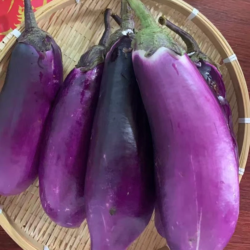 兴国茄子农家特产土货露天种植农户产品