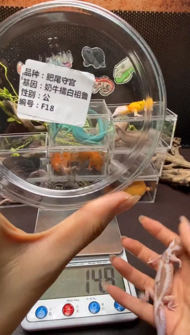 肥尾守宫鳞与尾 Scale Tail 爬宠F18