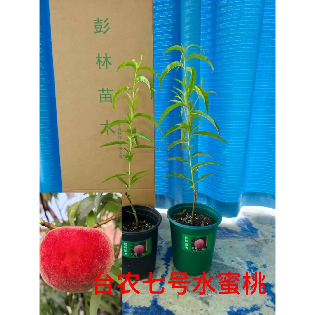 台农七号水蜜桃红玲【高度60--70公分】