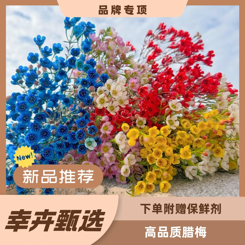 腊梅鲜切花 任意两单包邮