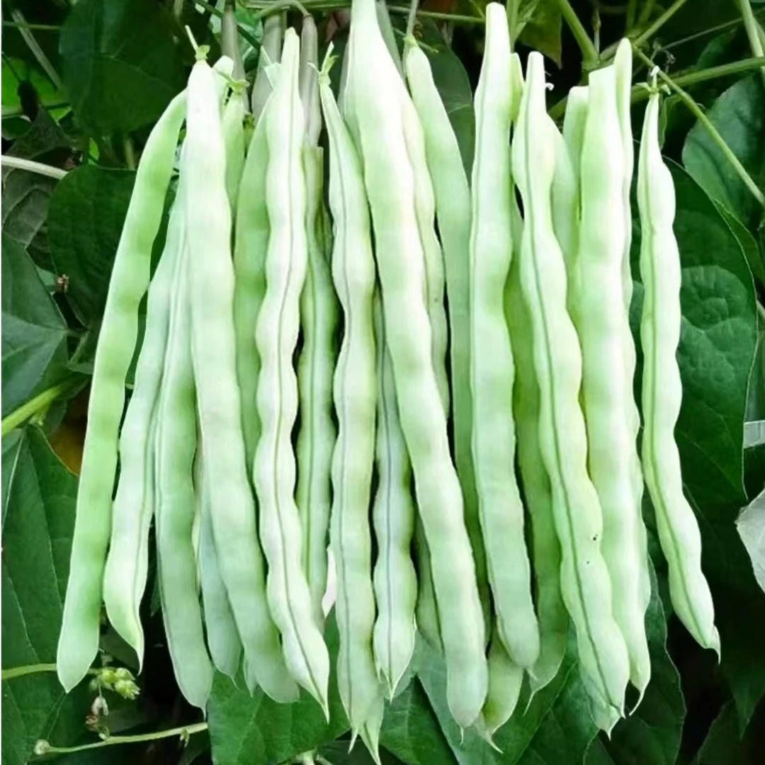 四季九粒白芸豆种子白不老豆角种子早熟春秋季
