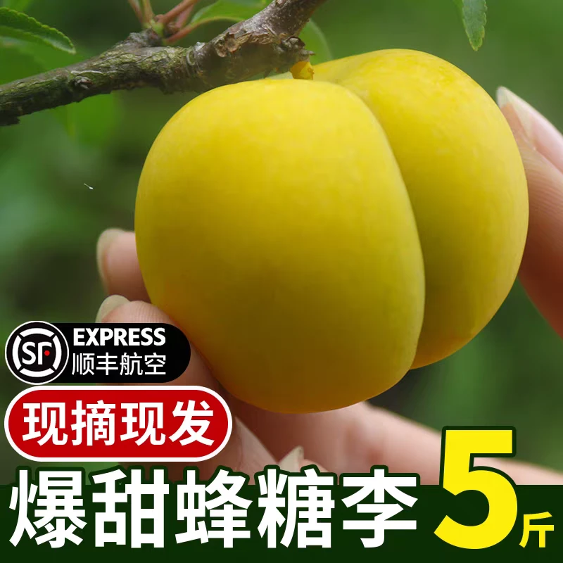 （小正安）正宗贵州蜂糖李孕妇水果
