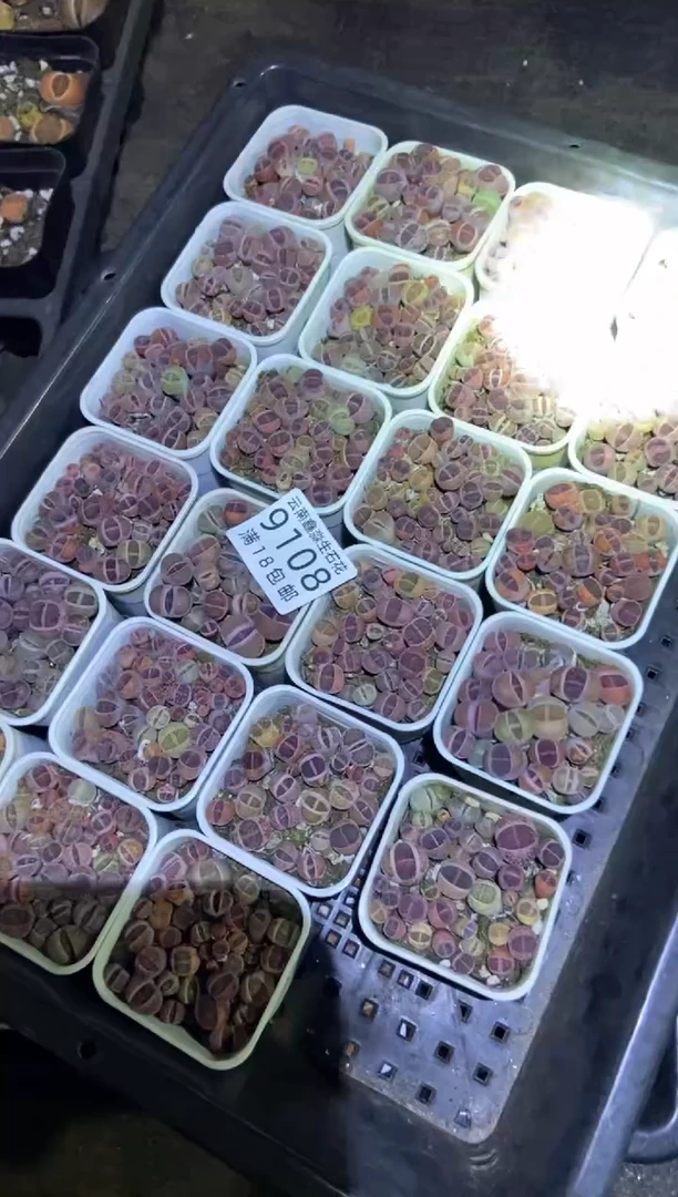 【闪购商品】9108紫色混合发货1盒微瑕量拍