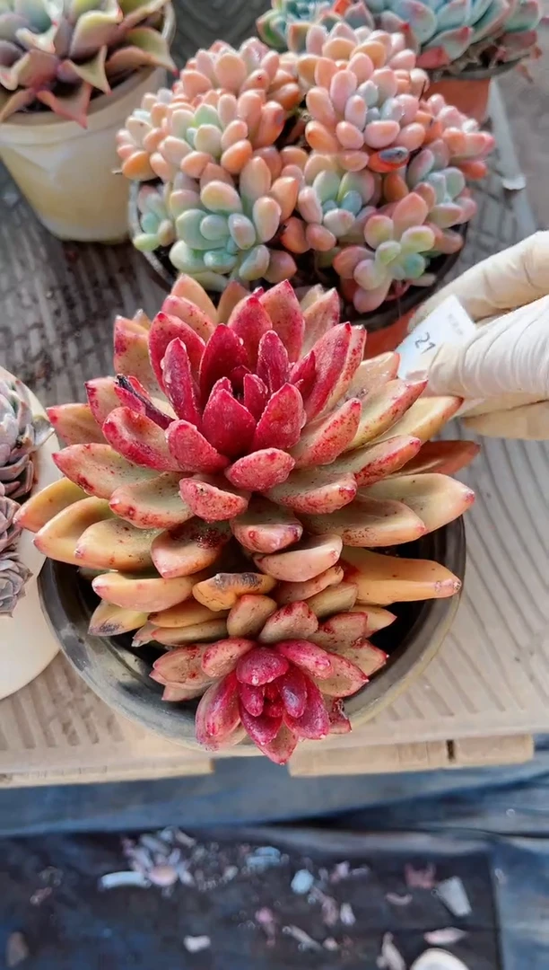 【闪购商品】21241