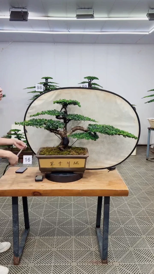 无花朵造型盆景一物一拍