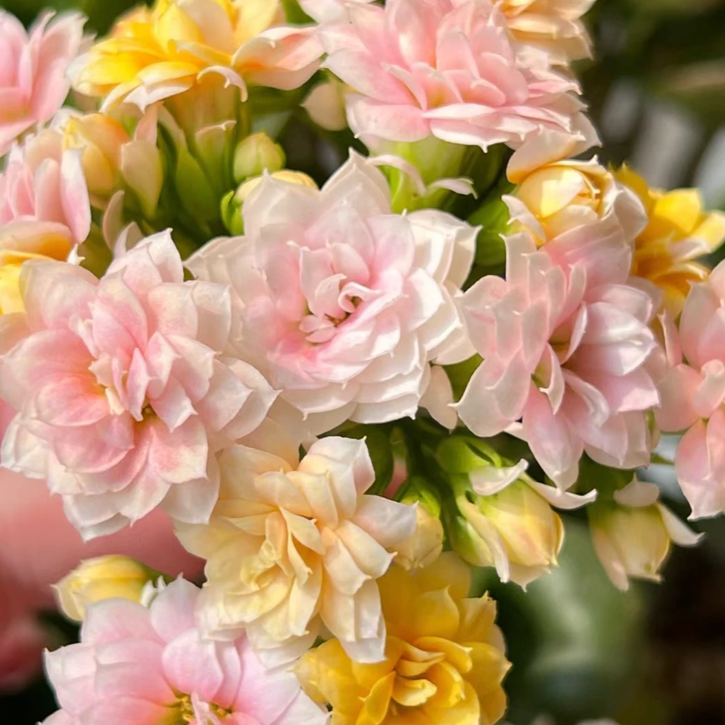 【水果糖】长寿花四季开花阳台盆栽大花重瓣花卉植物