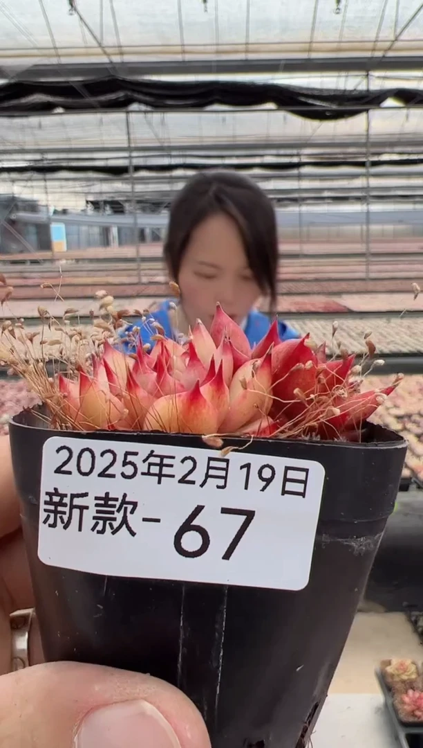 【闪购商品】新款多肉-67