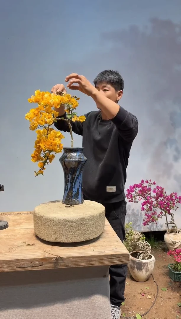 以实际为准三角梅91