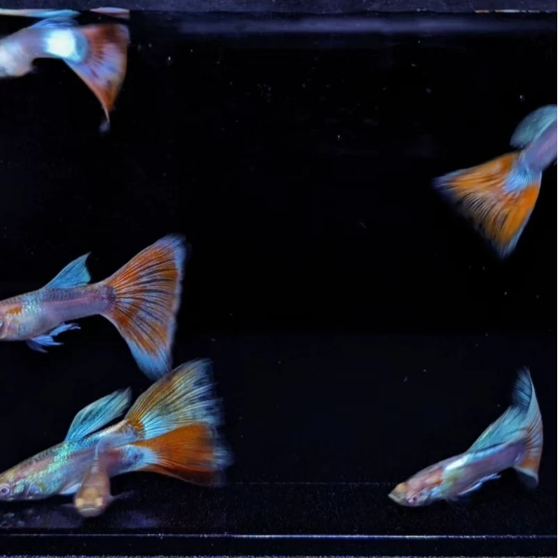 火烧云 小型热带观赏鱼 精品孔雀鱼 适合新手