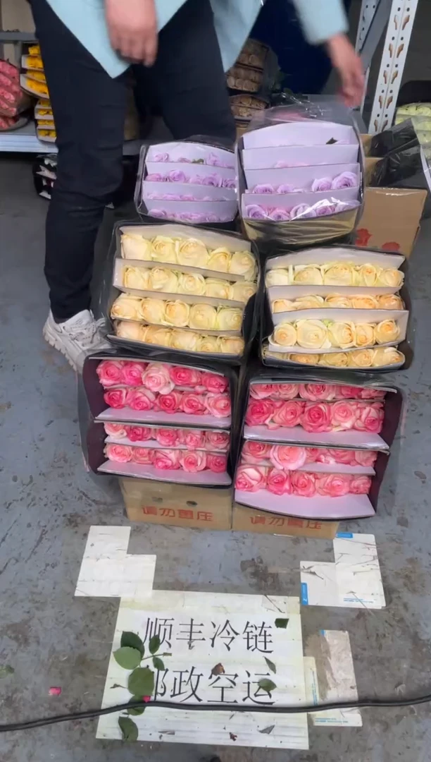 艾沙20枝+香槟20枝+海洋之歌20枝