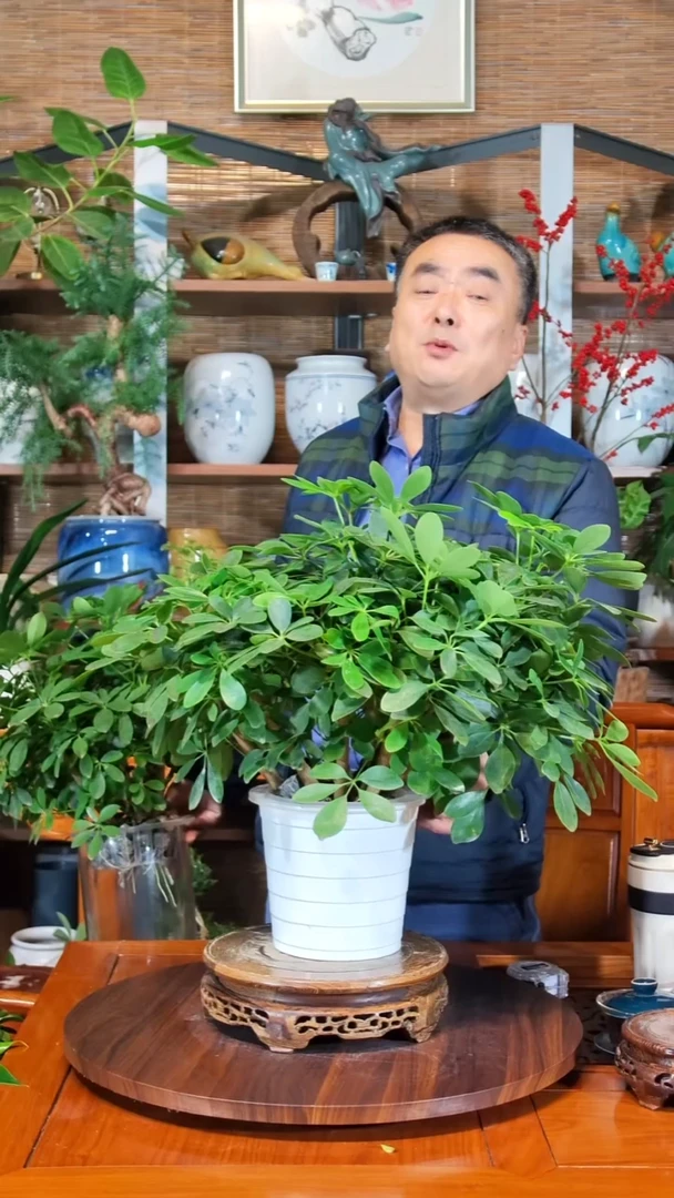 无花朵鸿**头水之韵水培鸭掌木