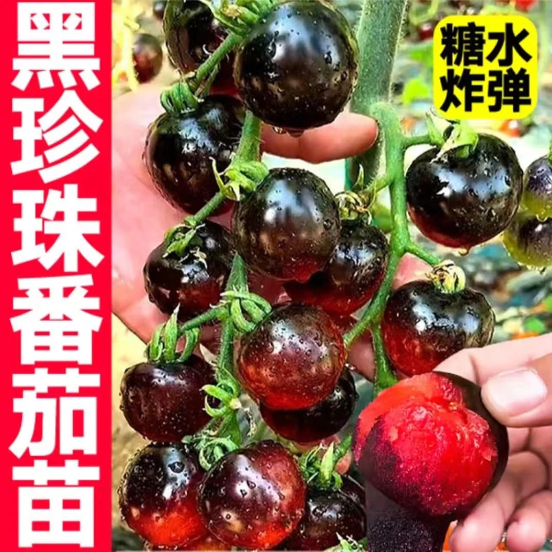 各种番茄苗秧种子大全西红柿樱桃千禧圣女果带土盆栽阳台四季蔬菜