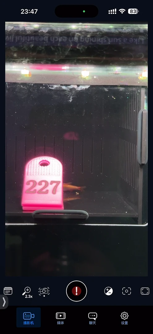 灯科鱼【227】金头超红