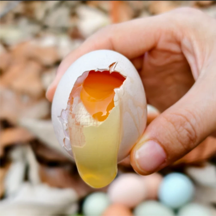 湖北十堰农家散养新鲜土鸡蛋谷物喂养营养健康适合孕妇月子食用