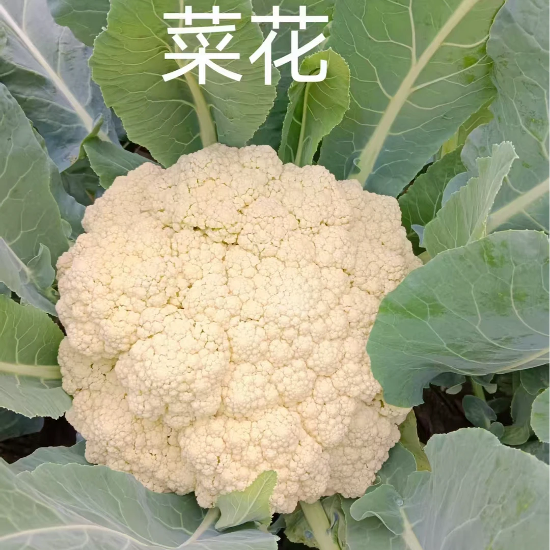 【菜花一个】农家种植菜花1个（500-600g）