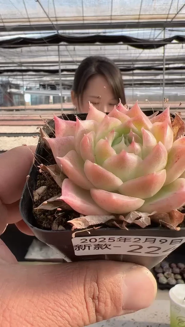 【闪购商品】新款多肉-224