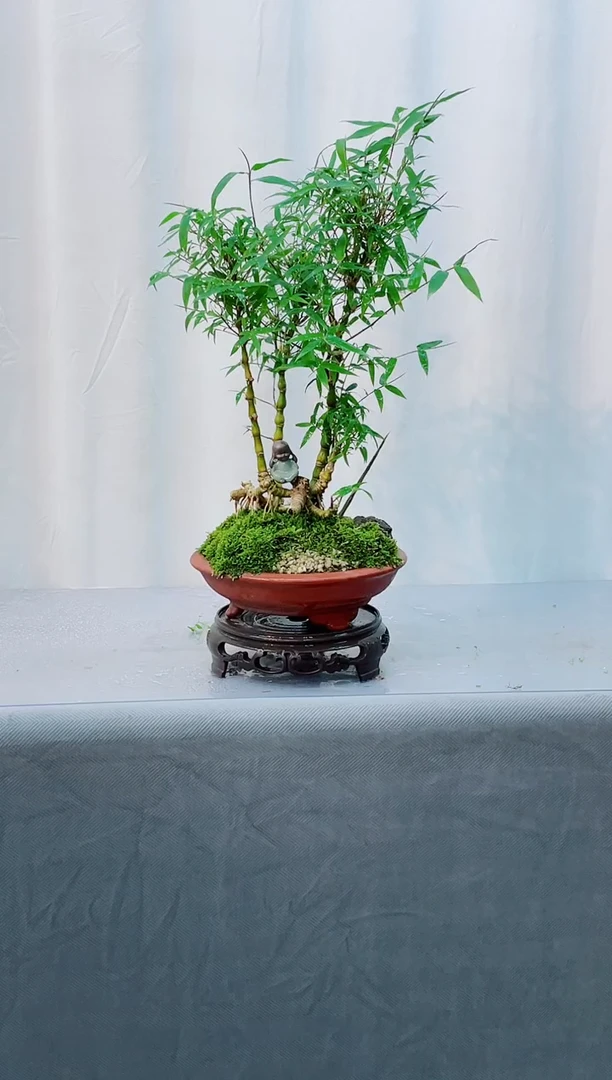 无花朵室内观赏竹盆景