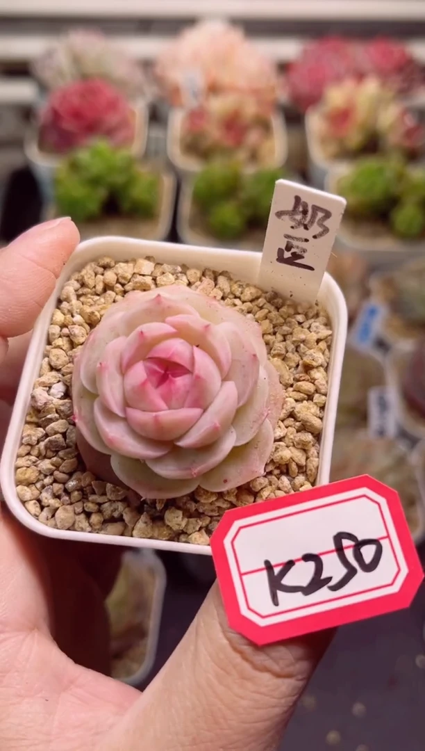 【闪购商品】K250奶豆一物一拍