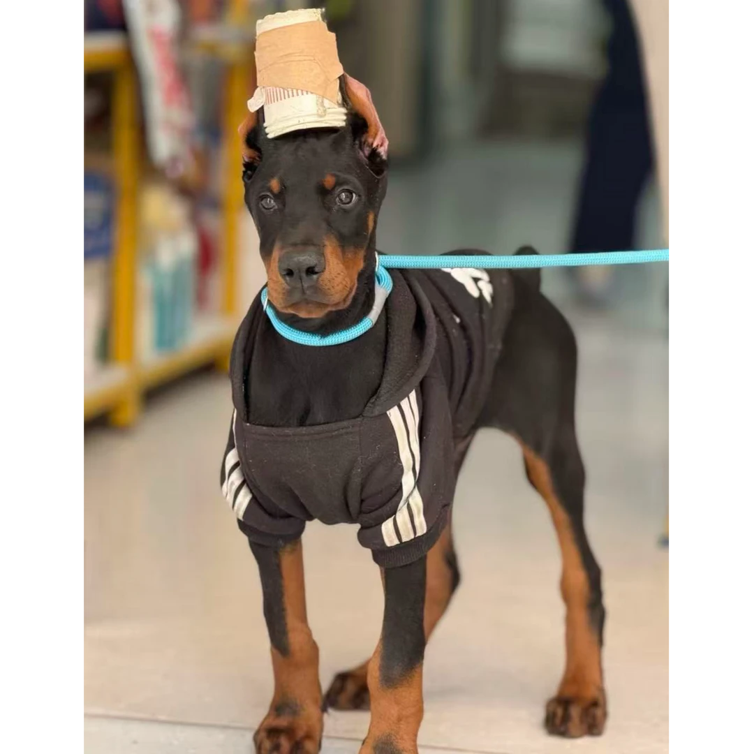 {小婷猛犬}狗狗活体