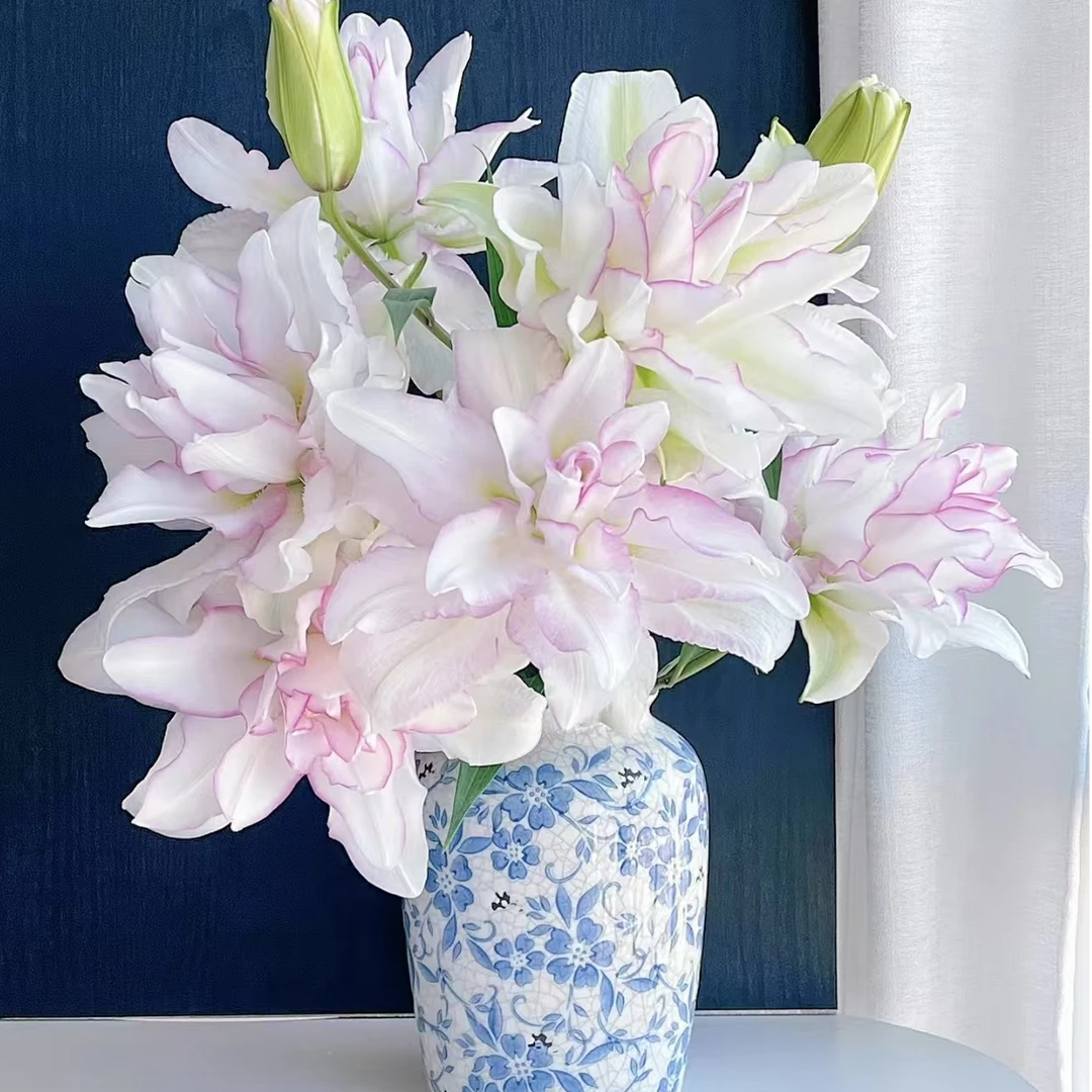 四季可种【冰美人大球】重瓣香水百合种球，室内外都可种植