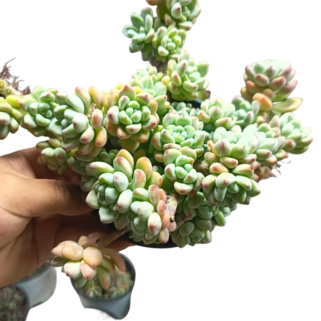 老桩香香劳尔一颗脱土发货(拼满15元包邮)多肉植物阳台露台办公室