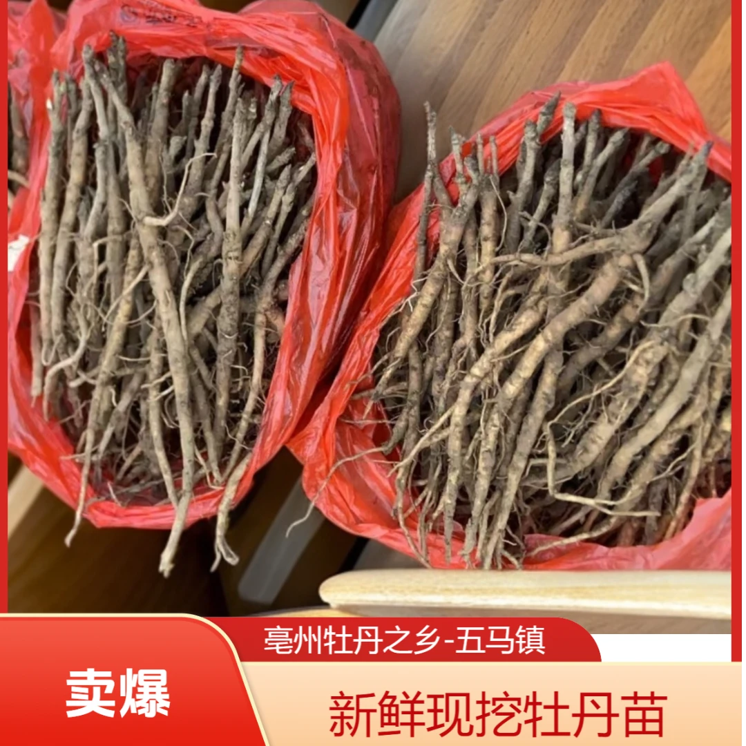 亳州牡丹之乡五马镇药用牡丹苗