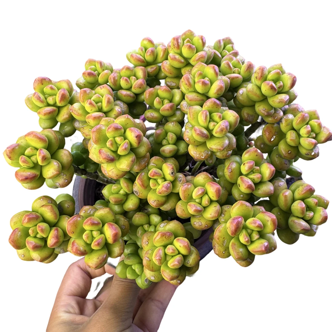 丸叶香豆带盆土 多肉植物带盆好养适合新手的名贵盆栽