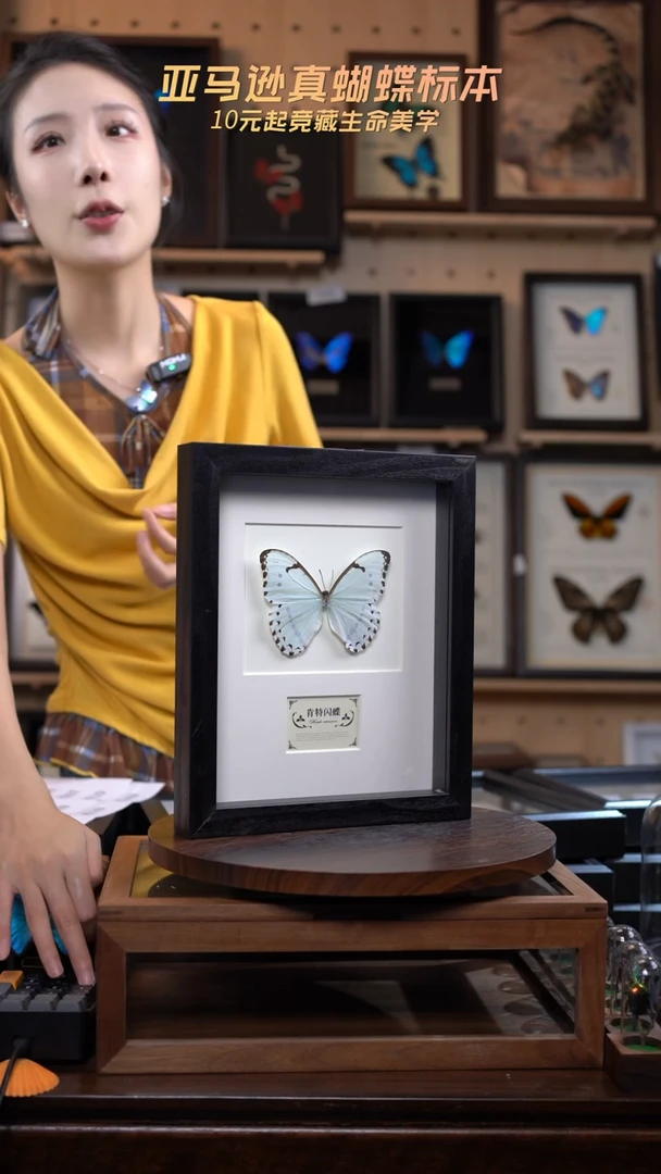 蝴蝶标本摆件竞拍m190