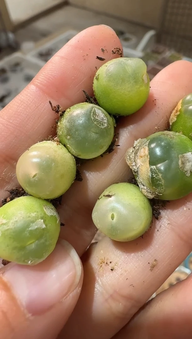 101多肉植物肉锥拉登一颗微瑕