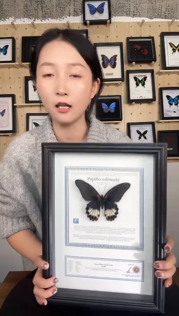 美凤蝶蝴蝶装饰画A4框