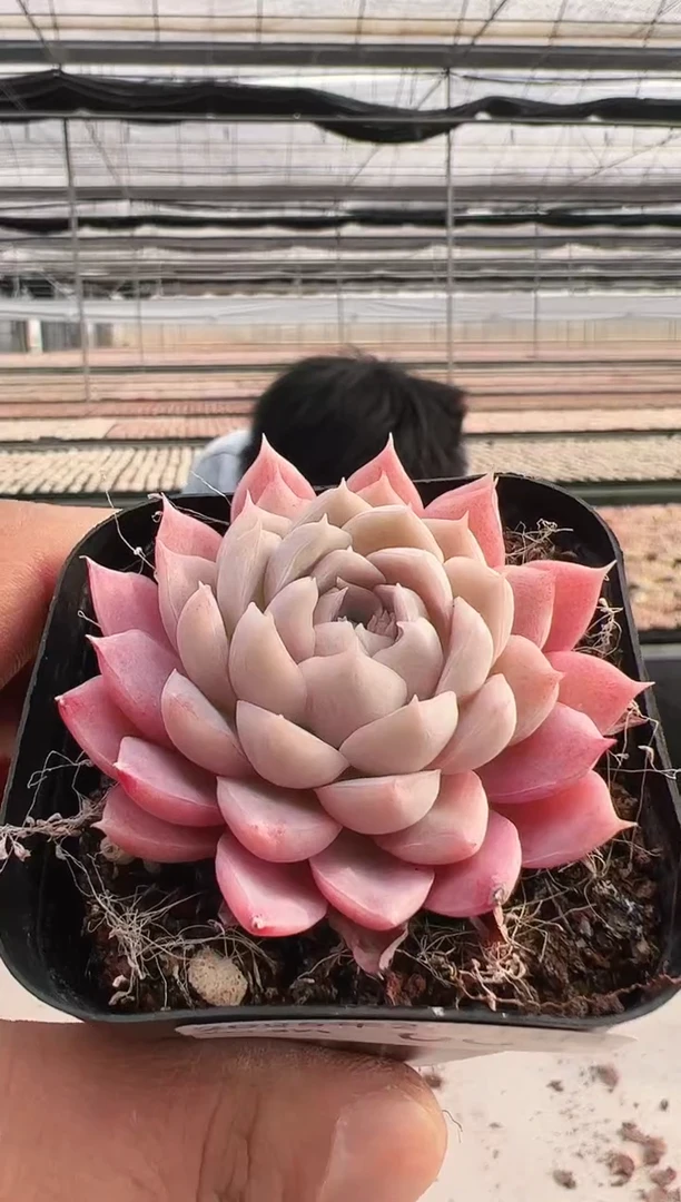 【闪购商品】新款多肉-68