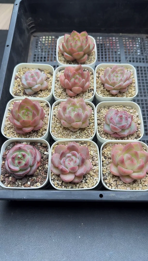 珍妮杂交多肉A561