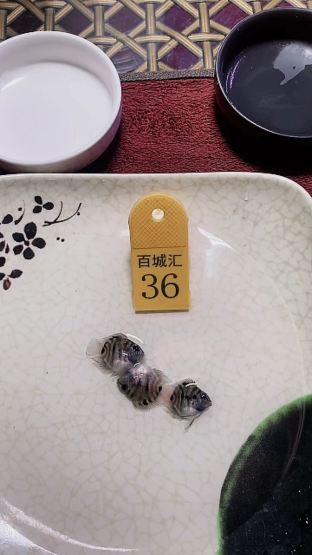 鹦鹉鱼12345679993