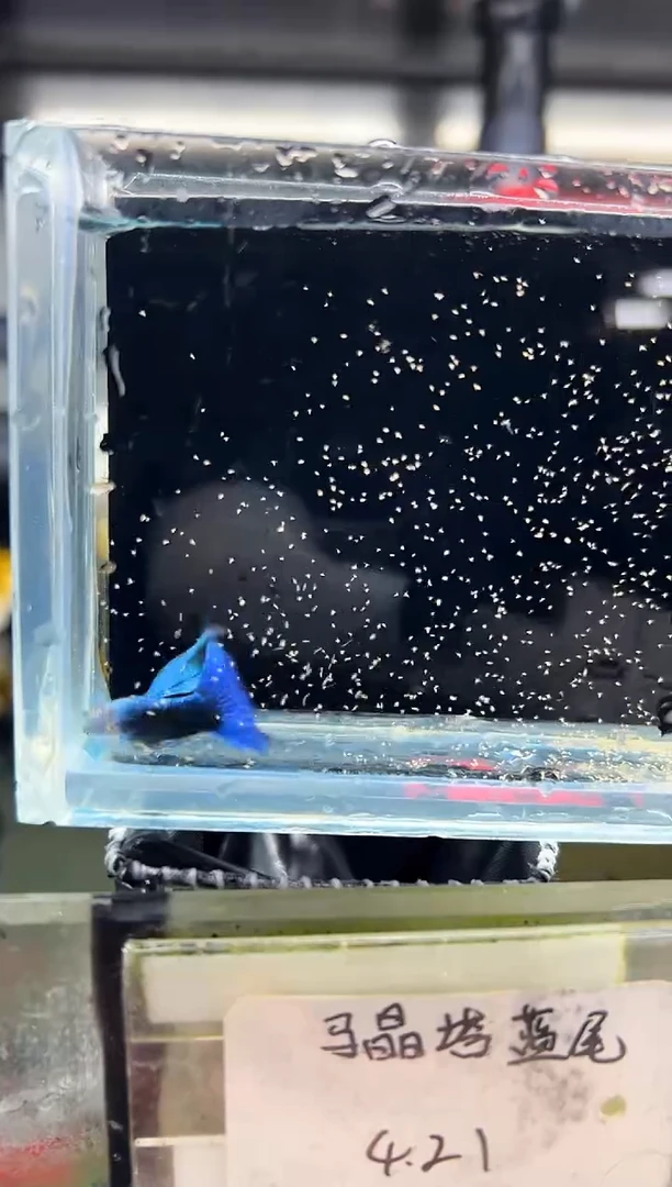 孔雀鱼无怨孔雀鱼 蓝礼服