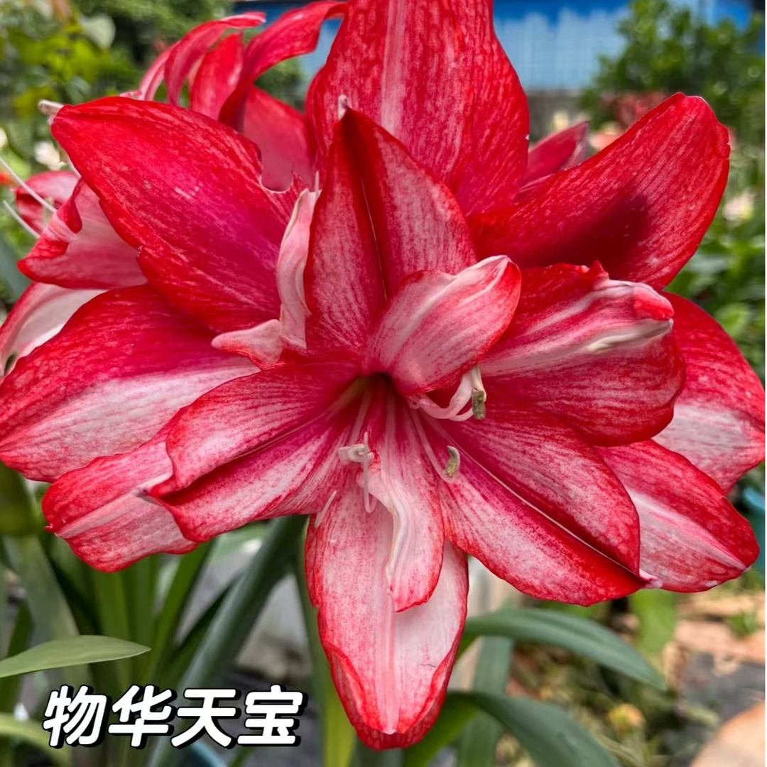 【物华】直播间讲解为准★朱顶红种球