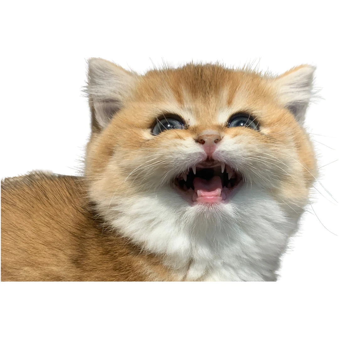 可爱全品类活体猫咪可领养回家