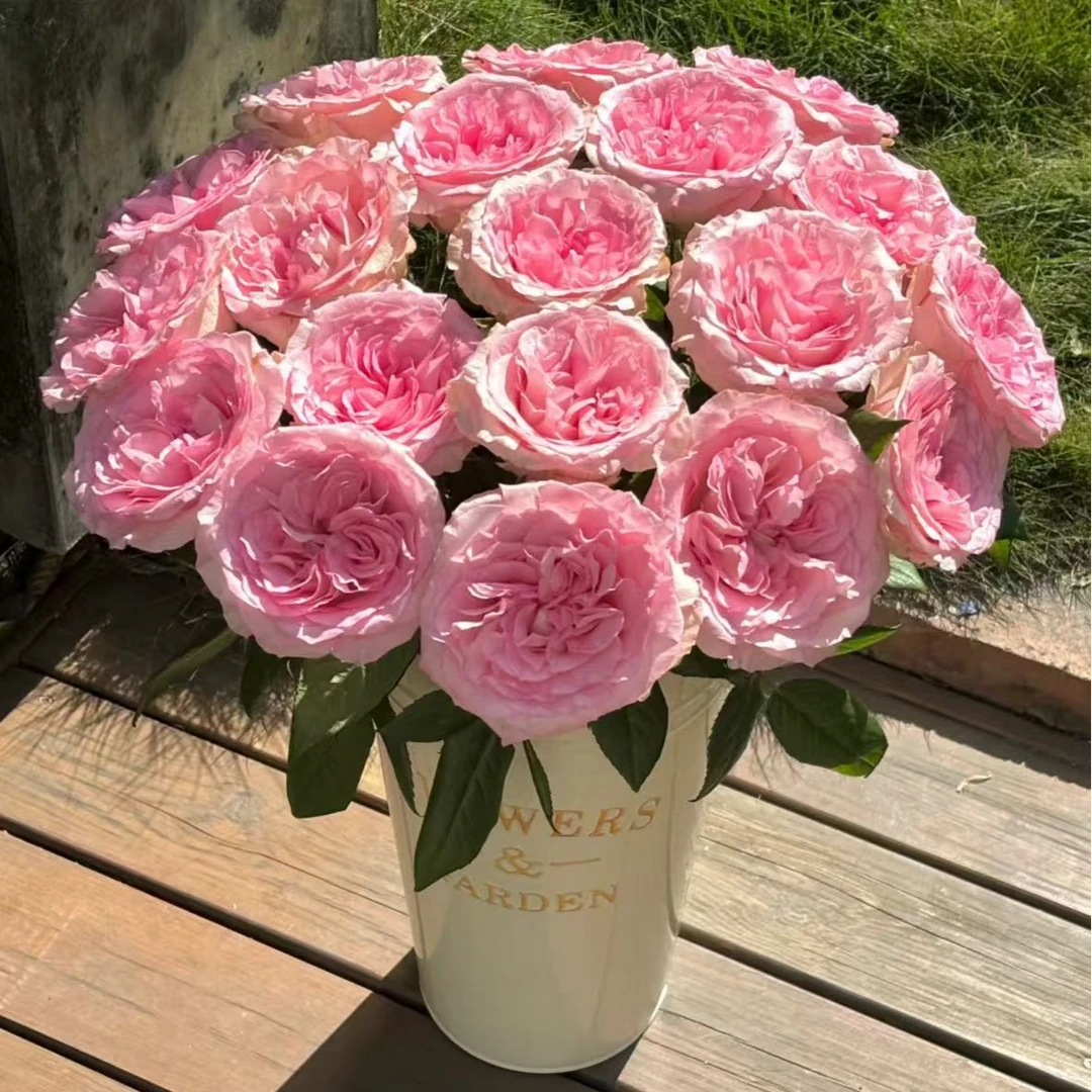 【一品花集】【洛神】单头玫瑰（注意：带包装醒花哦~）