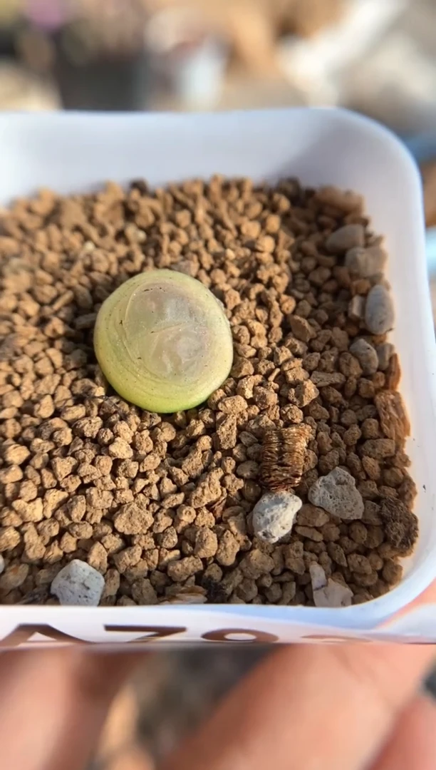 【闪购商品】7935直播一物一拍