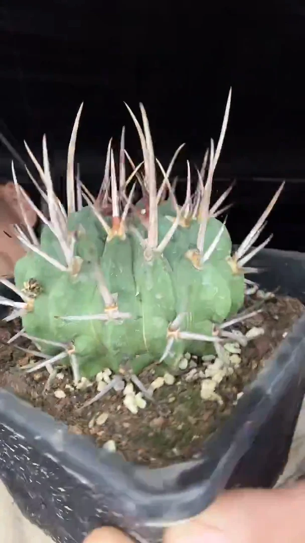 大号龙剑丸88.88