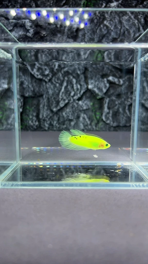 斗鱼竞拍链接A015