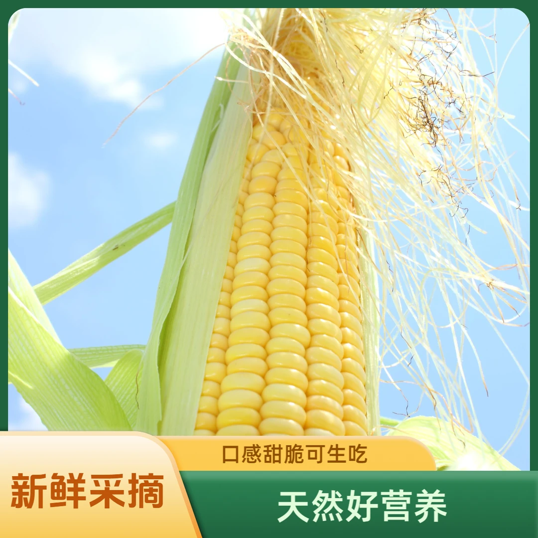水果玉米香甜大棒玉米可生食4.5斤顺丰包邮早餐必备