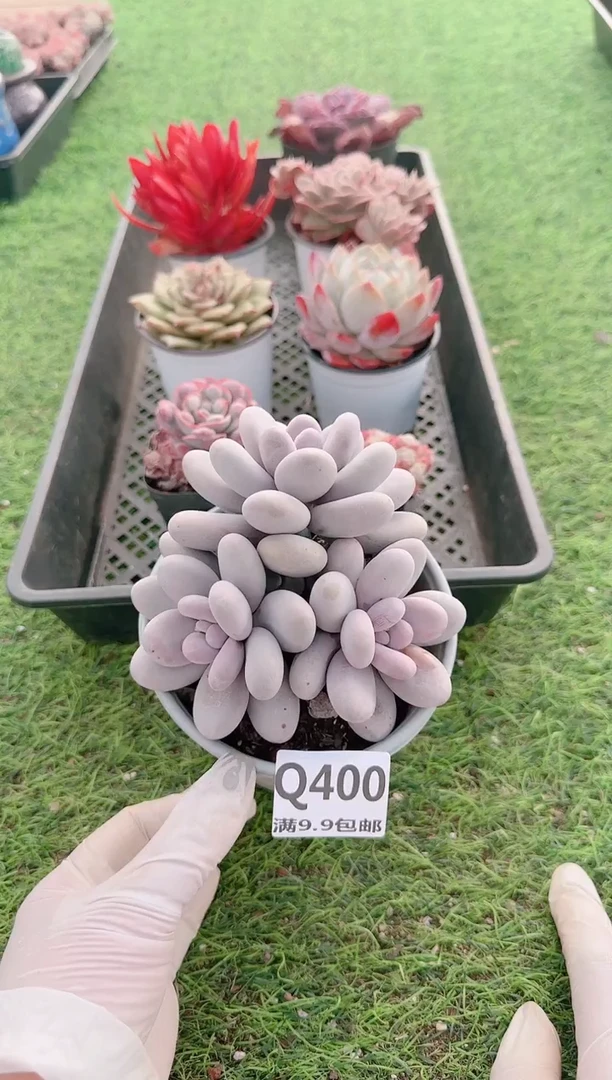 【闪购商品】梦会多肉一物一拍