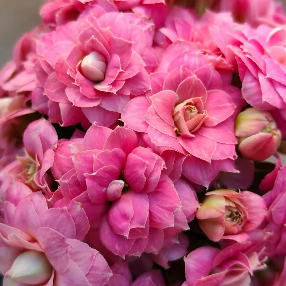 苹果花【130盆】重瓣长寿花带花苞美观鲜花盆栽室内阳台好