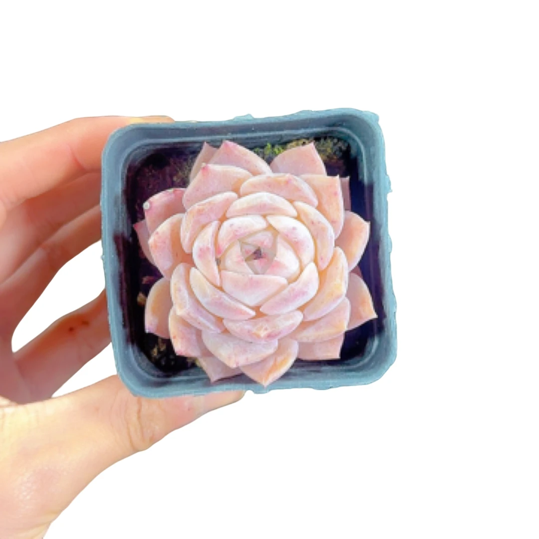 【玻璃展】阳台办公室庭院老桩盆栽多肉植物